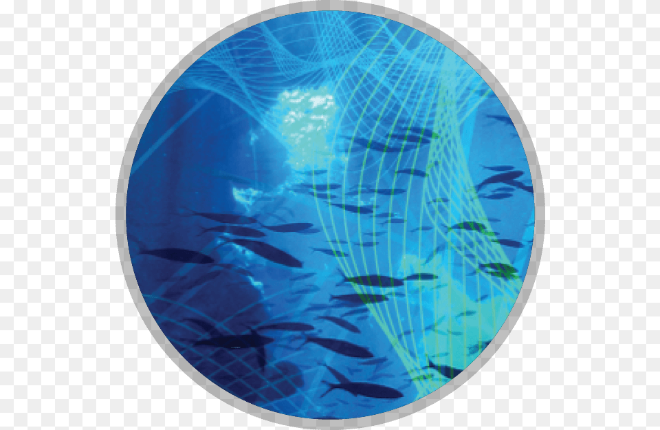 Fish Group, Aquatic, Sphere, Water, Animal Png Image