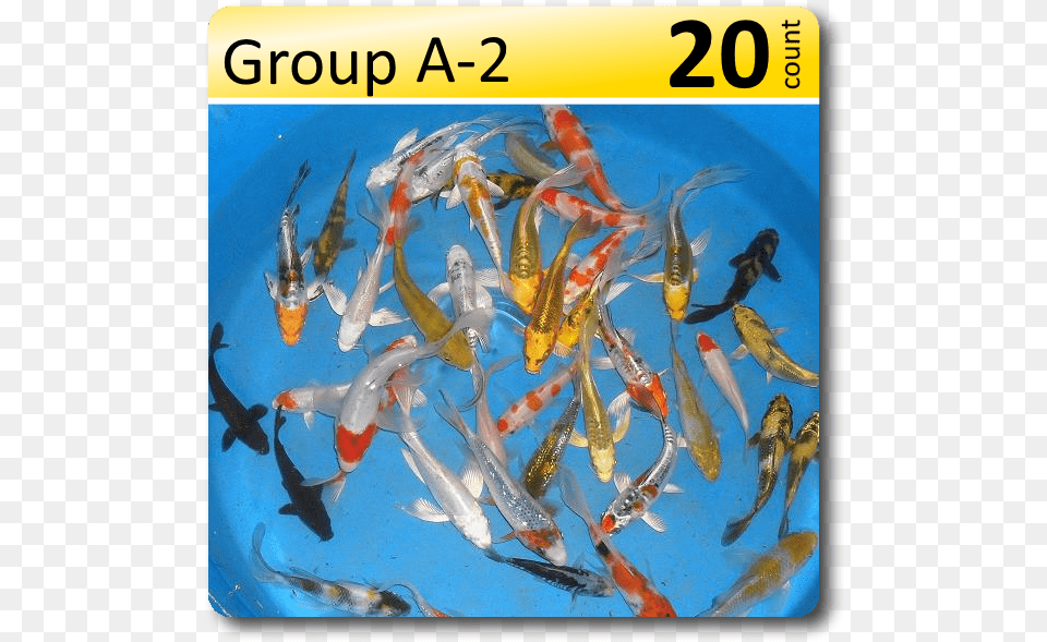 Fish Group, Animal, Sea Life, Carp, Koi Free Png