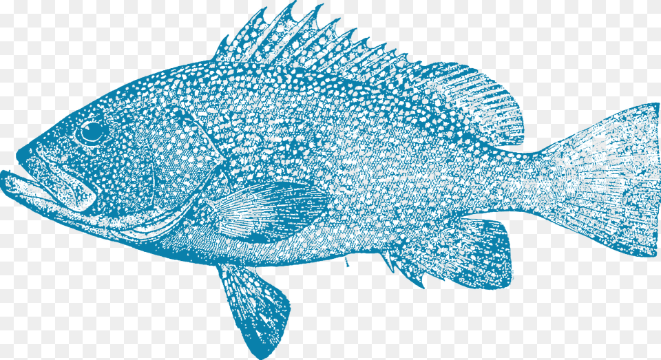 Fish Group Free Png Download