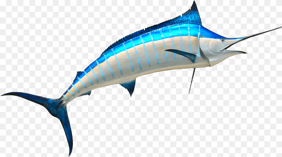 Fish Hd Sea, Animal, Sea Life, Swordfish, Shark Free Png