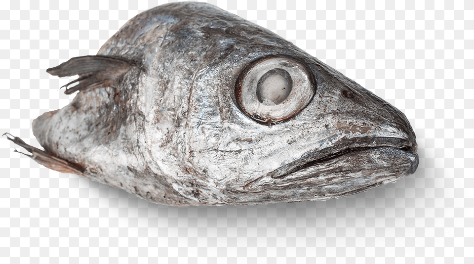 Fish Head Deep Sea Fish, Animal, Sea Life, Tuna, Bonito Png