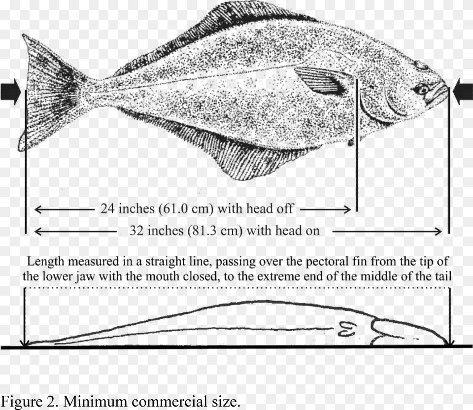 Fish Head Min Length For Pacific Halibut, Animal, Sea Life Free Png