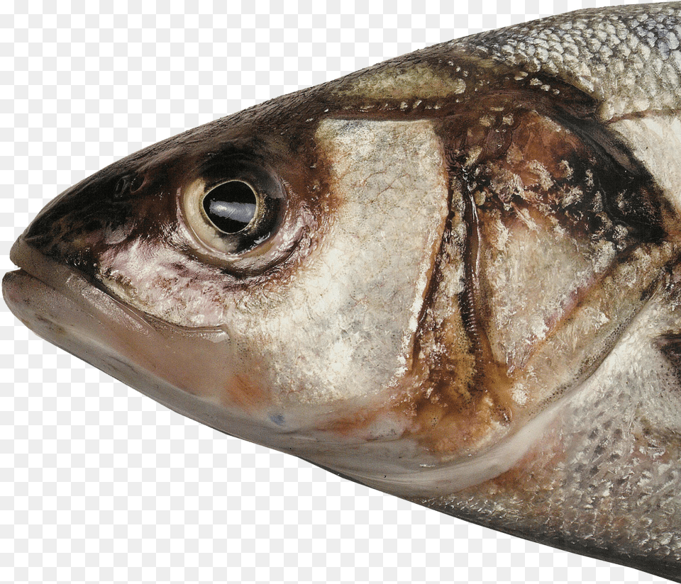 Fish Head Picture Head Of A Fish Png Image