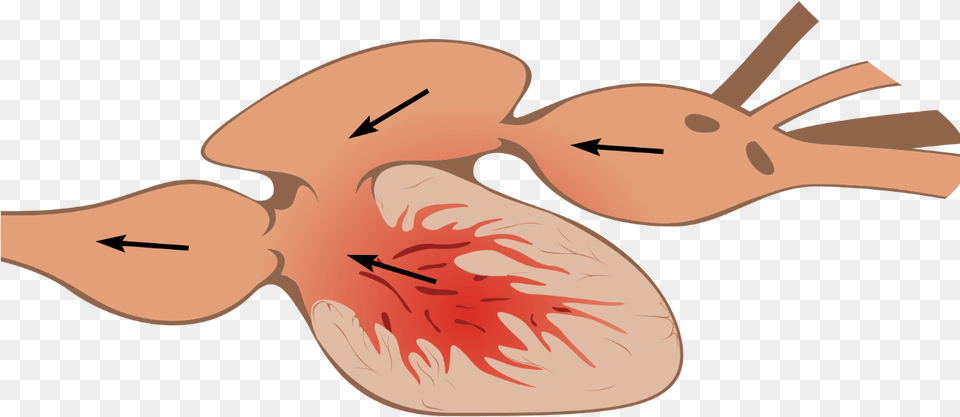 Fish Heart Anatomy, Animal, Sea Life, Shark Png