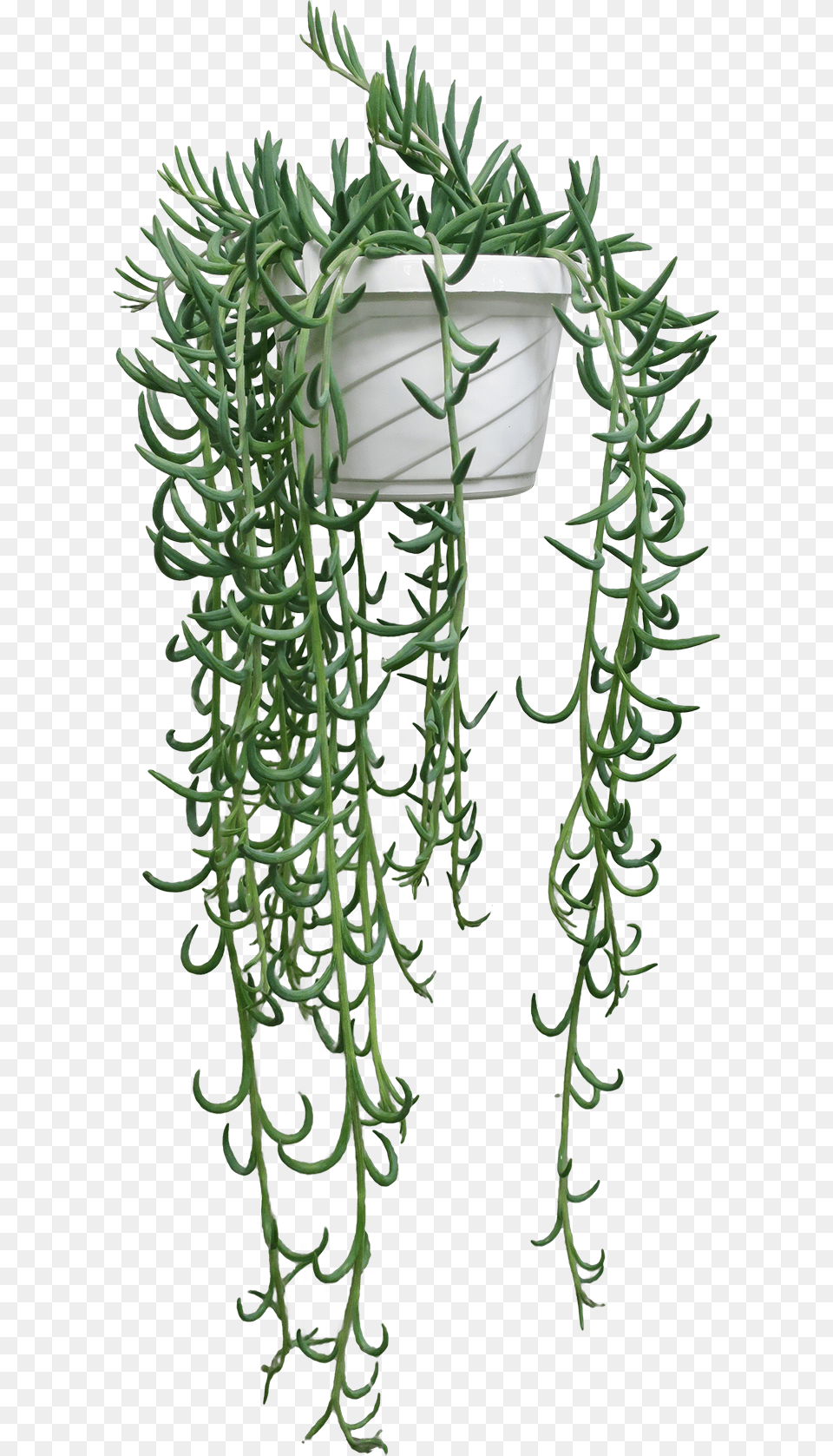 Fish Hook Senecio, Jar, Plant, Planter, Potted Plant Free Png