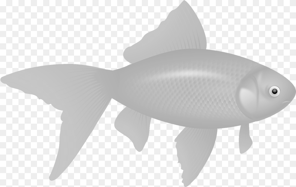 Fish Image Fish Clipart No Background, Animal, Sea Life, Shark Free Png Download