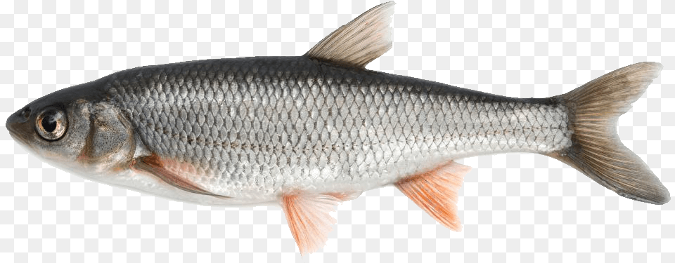 Fish Image Fishes Available In India, Animal, Food, Mullet Fish, Sea Life Free Png Download
