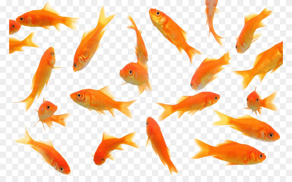 Fish Image In, Animal, Sea Life, Goldfish Png