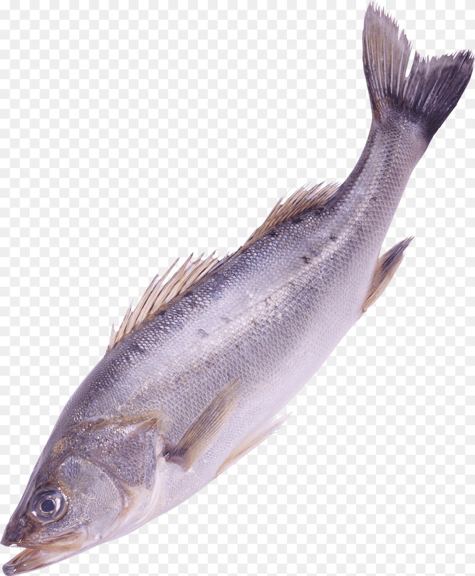 Fish Image In This, Animal, Sea Life, Herring Png