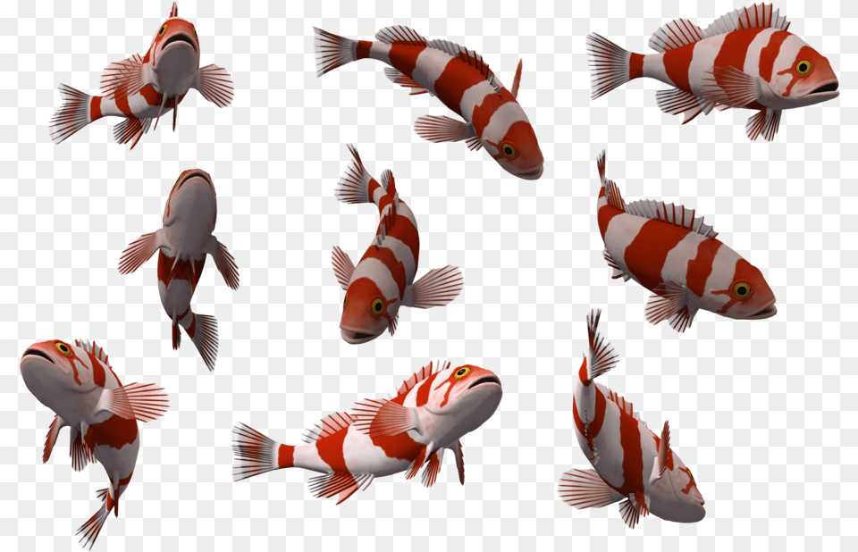 Fish Image Transparent Background Fishes, Animal, Sea Life, Carp, Aquatic Png