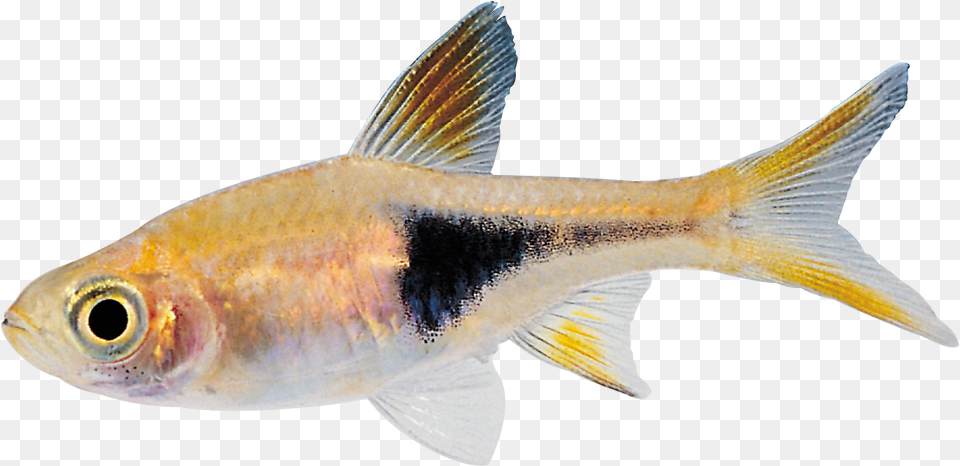 Fish Transparent Picture Of Fish, Animal, Sea Life Png Image