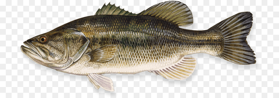 Fish Images Bass Largemouth, Animal, Sea Life, Perch Free Png Download