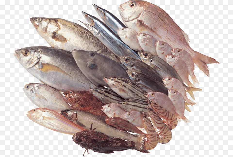 Fish Images Big Fishes, Animal, Sea Life, Herring Free Transparent Png