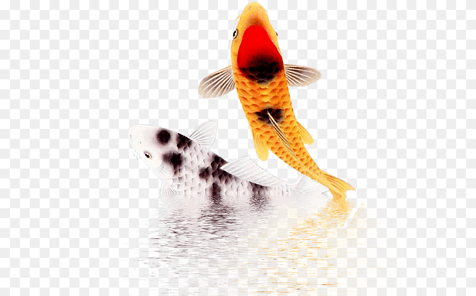 Fish Images Fish, Animal, Sea Life, Carp, Koi Free Png Download