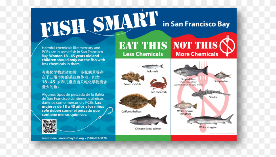 Fish In The San Francisco Bay, Advertisement, Poster, Qr Code, Animal Free Transparent Png