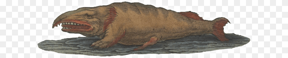 Fish In Time And History Walrus, Animal, Dinosaur, Reptile Free Transparent Png