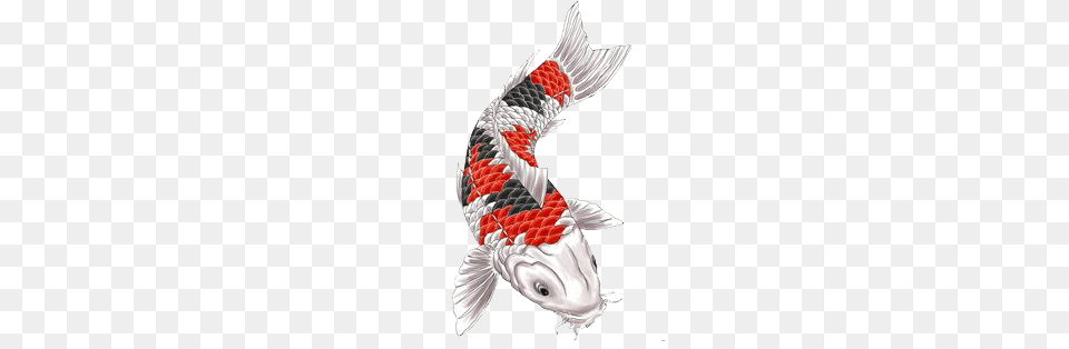 Fish Japanese Tattoo, Animal, Carp, Koi, Sea Life Free Transparent Png