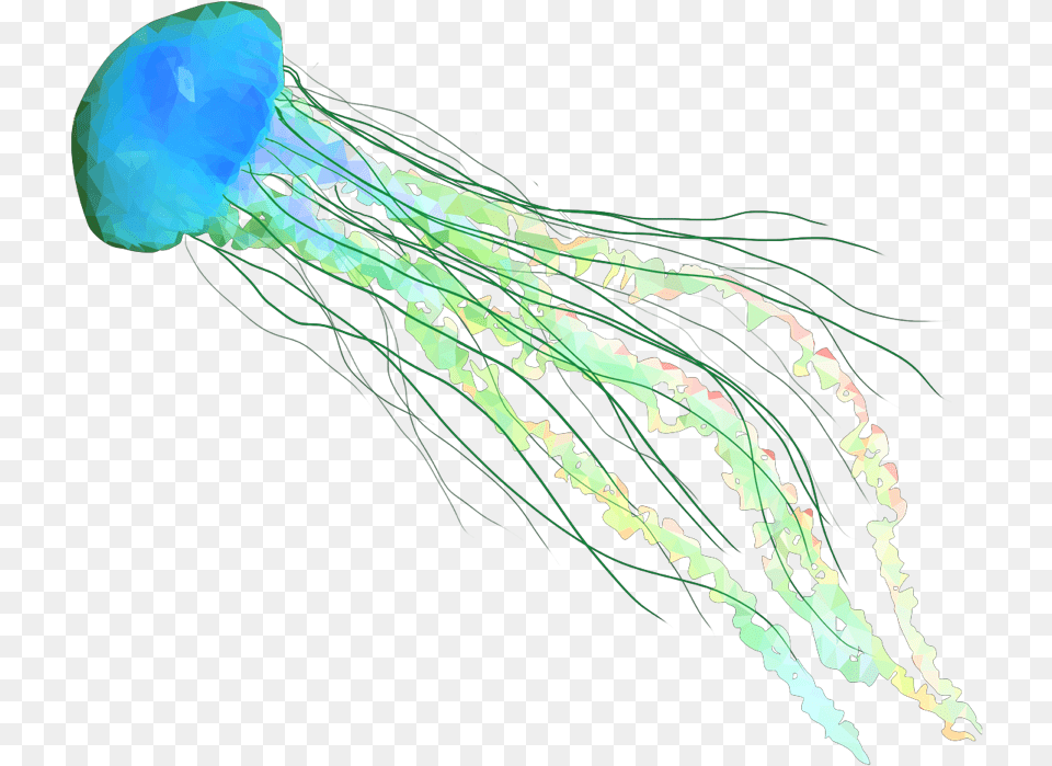 Fish Jellyfish Jellyfishes Ocean Beach Jellyfish Transparent Background, Animal, Sea Life, Invertebrate, Plant Png