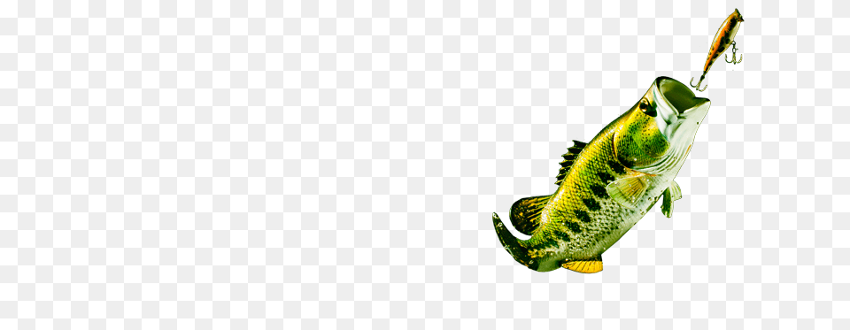 Fish Jumping Out Of Water, Animal, Lizard, Reptile, Green Free Transparent Png