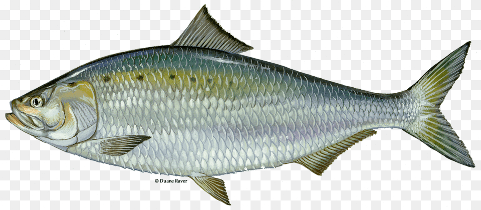 Fish Kill In Porter County Likely Due To Natural Causes American Shad Fish, Animal, Sea Life, Herring Png
