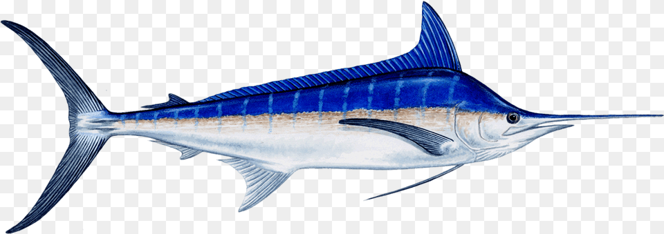 Fish Marlin Download Blue Marlin Fish Transparent, Animal, Sea Life, Swordfish, Shark Png