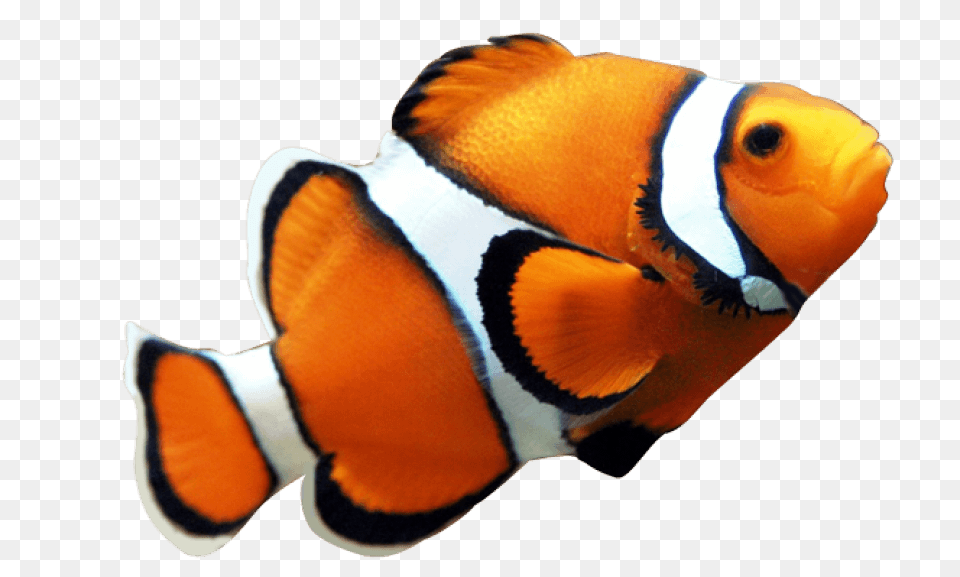 Fish Nemo, Amphiprion, Animal, Sea Life, Angelfish Png