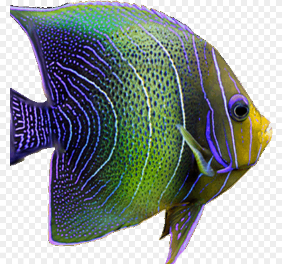 Fish Neon Tropical Sea Fishes Freetoedit Coral Reef Fish, Angelfish, Animal, Sea Life Free Transparent Png