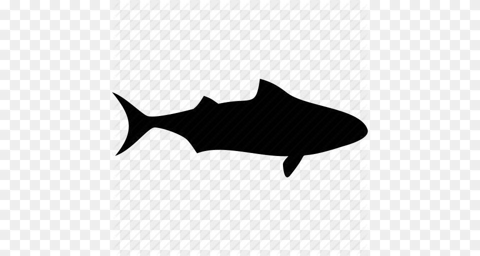 Fish Ocean Sea Shark Shark Attack Shark Fin Shark Warning Icon, Animal, Sea Life, Tuna, Bonito Free Png