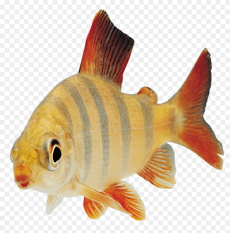 Fish Orange Sideview, Animal, Sea Life, Perch Free Png