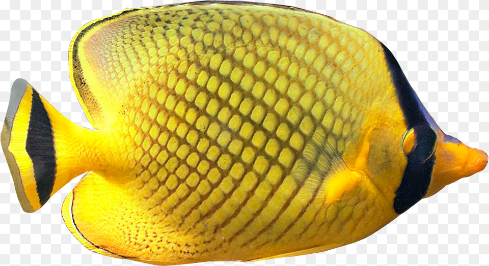 Fish Pic Tropical Fish No Background, Angelfish, Animal, Sea Life Free Png Download