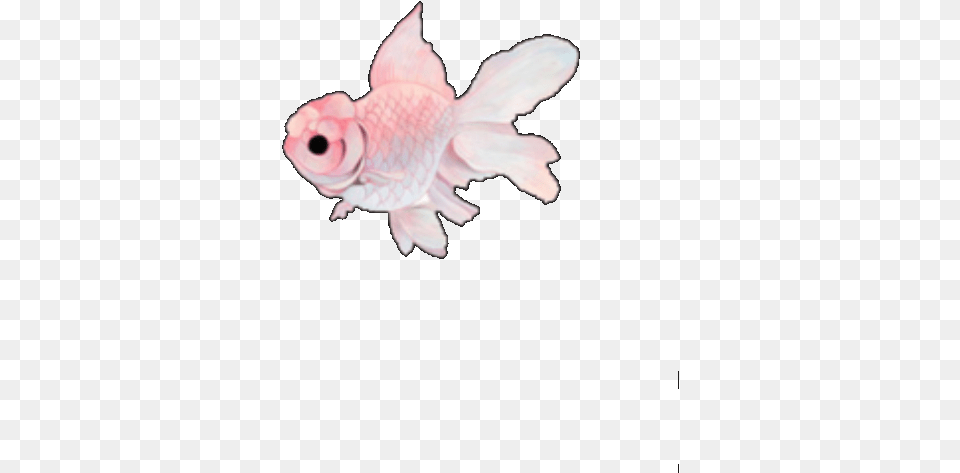 Fish Pink Tumblr Cute Kawaii Overlay Overlays Kawaii Fish, Animal, Sea Life, Goldfish Free Transparent Png