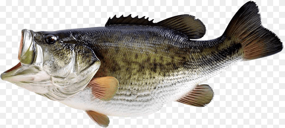 Fish Bass Fish Transparent Background, Animal, Sea Life, Perch Free Png