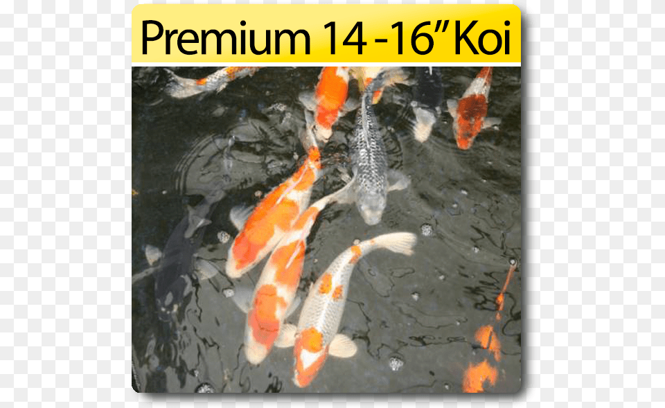 Fish Pond, Animal, Sea Life, Carp, Koi Png