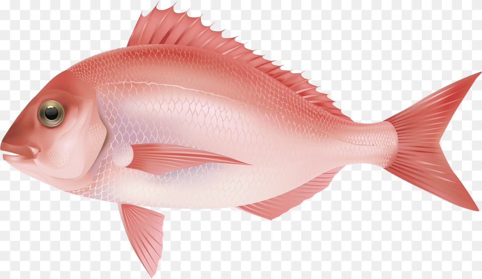 Fish Rose Pink Salt Water Fish, Animal, Sea Life, Shark Free Png