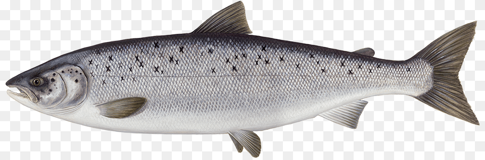 Fish Salmon And Tuna, Animal, Coho, Sea Life, Trout Png
