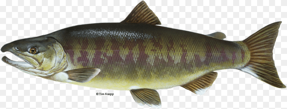 Fish Salmon With Water Chum Salmon, Animal, Sea Life, Perch Free Transparent Png