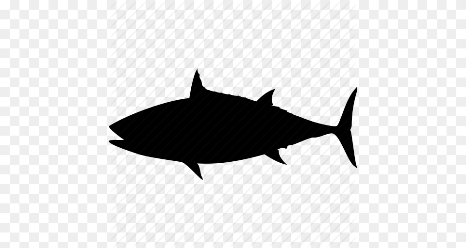 Fish Sea Shark Shark Attack Shark Fin Shark Warning Water Icon, Animal, Bonito, Sea Life, Tuna Png Image