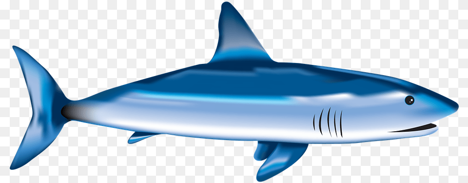 Fish Shark Sea Underwater Nature Aquatic Wild Requiem Shark, Animal, Sea Life, Aircraft, Airplane Free Png Download