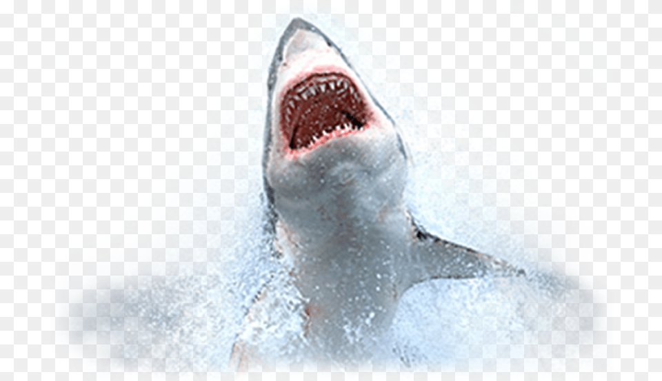 Fish Shark Week, Animal, Sea Life, Great White Shark Free Transparent Png