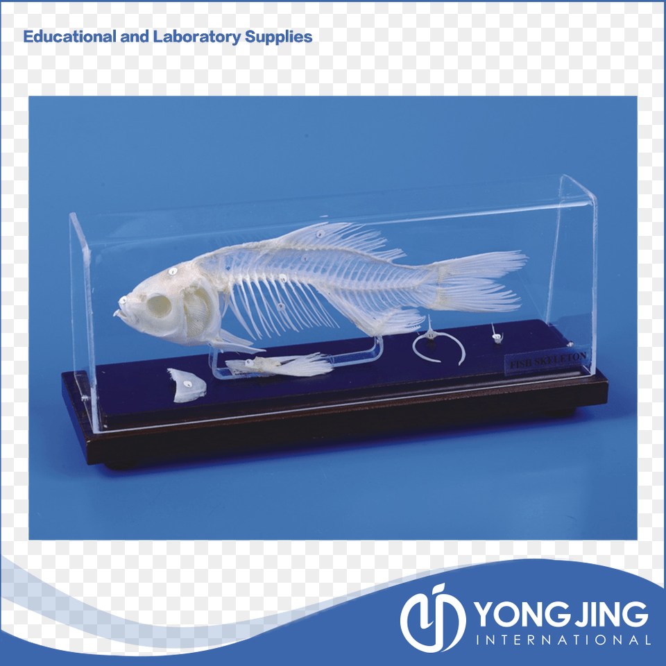 Fish Skeleton Model For School Teaching Skeleton, Animal, Aquarium, Sea Life, Water Png