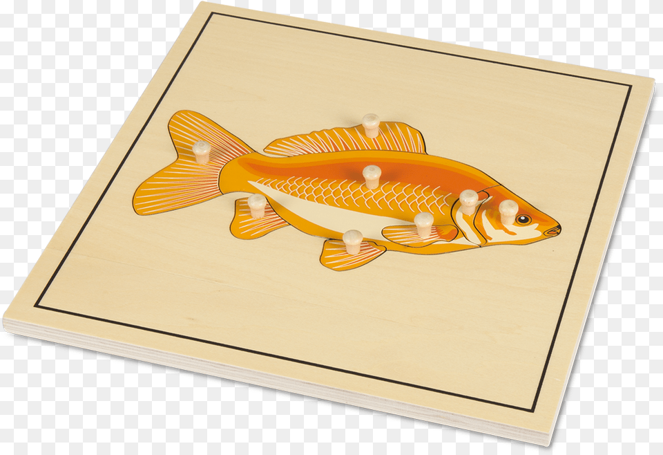 Fish Skeleton Puzzle Montessori Puzzle Ryba, Animal, Sea Life, Goldfish Free Transparent Png