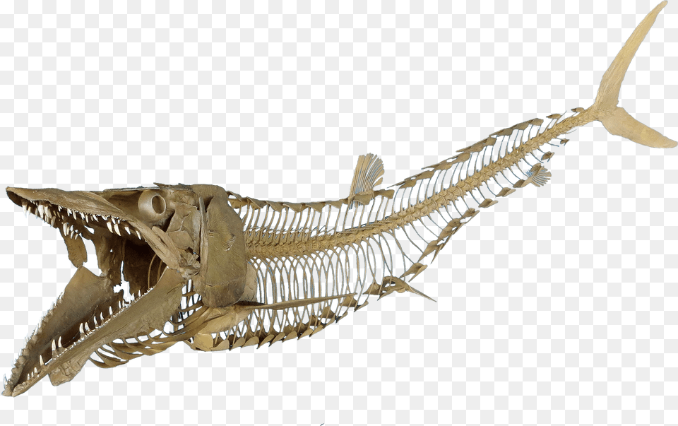 Fish Skeleton Transparent, Animal, Dinosaur, Reptile Free Png Download