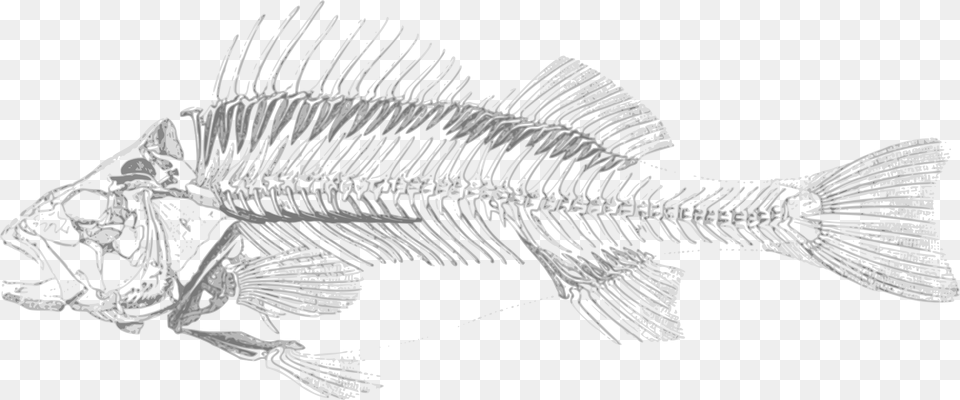 Fish Skeleton Background, Animal, Sea Life Free Transparent Png