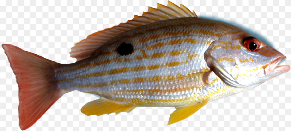 Fish Snapper Deep Sea Snapper Fish, Animal, Sea Life, Perch Png