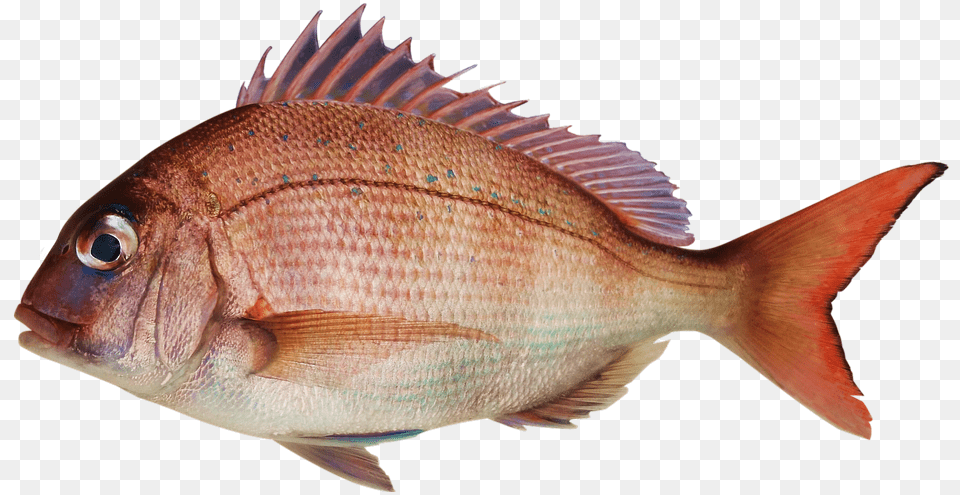 Fish Snapper Sea Bream Bream And Fish Pagrus Major, Animal, Sea Life, Perch Free Transparent Png
