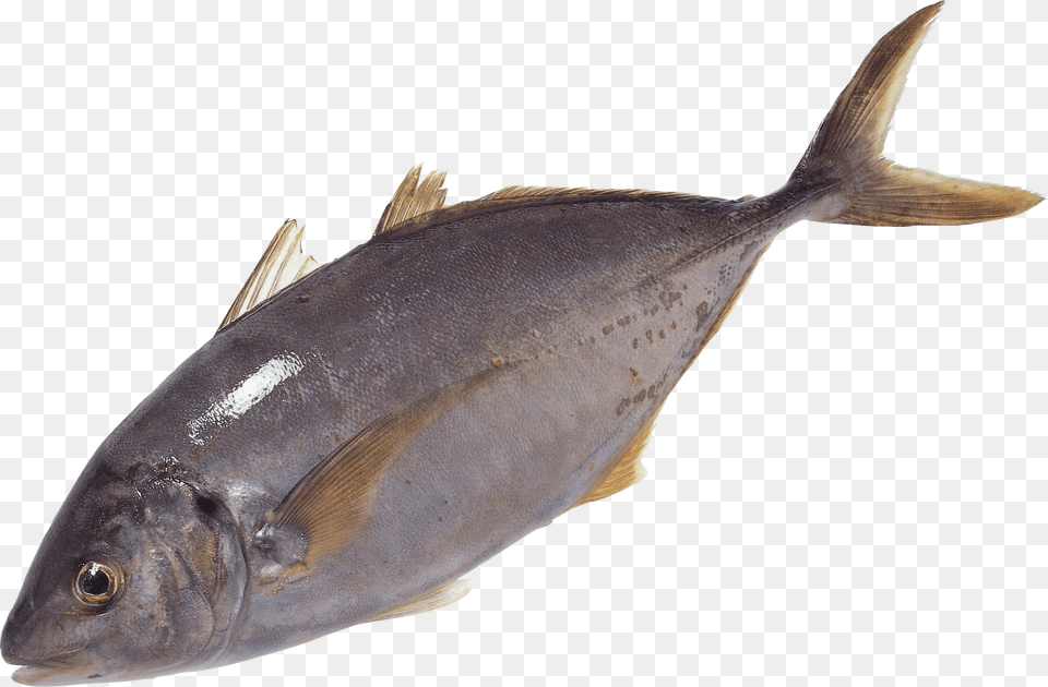 Fish Swimming Images Tuna Fish, Animal, Sea Life, Bonito Free Transparent Png