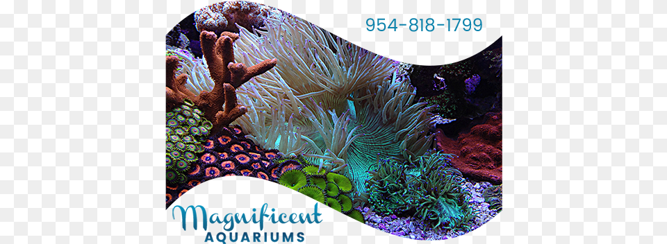 Fish Tank Service Aquarium, Animal, Sea Life, Sea, Reef Free Png