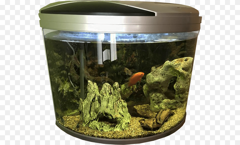 Fish Tank Transparent Background Fish Fish Tank No Background, Animal, Aquarium, Sea Life, Water Png Image