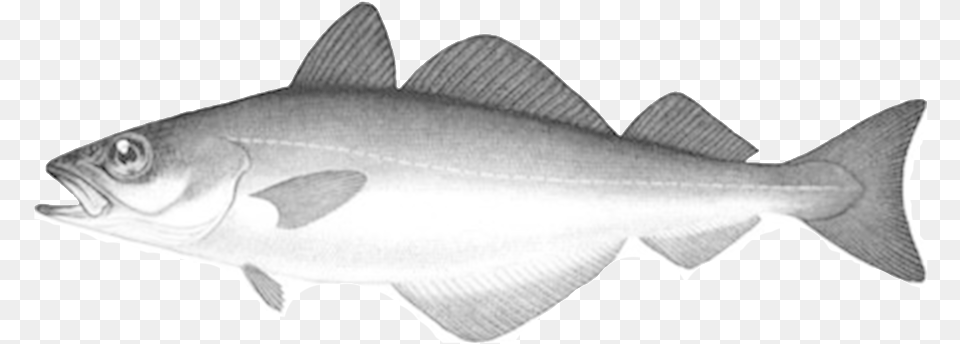 Fish That Eats Other Fish Grey, Animal, Cod, Sea Life, Shark Png Image