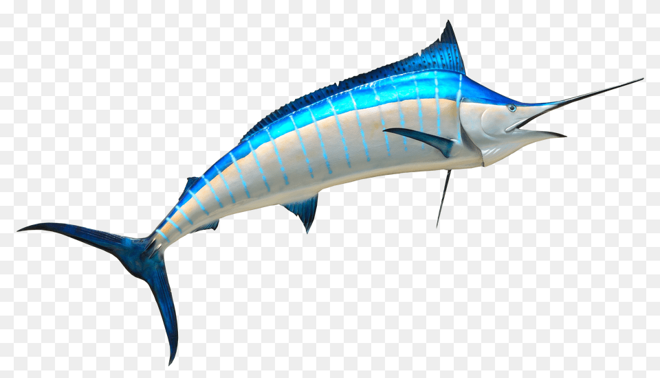 Fish Transparent Image, Animal, Sea Life, Swordfish, Shark Free Png